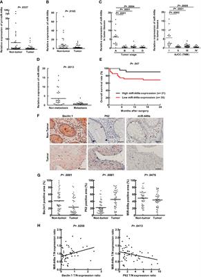 Autophagy Upregulates miR-449a Expression to Suppress Progression of Colorectal Cancer